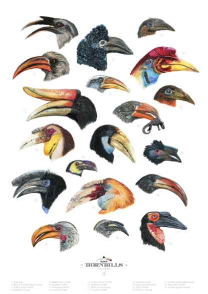 hornbills part 1